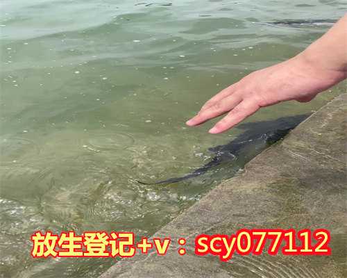 南京哪个湖可以放生鱼