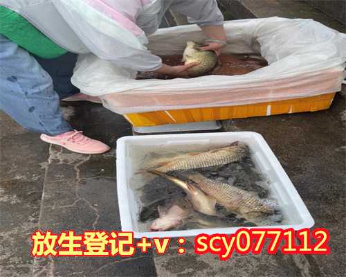 梅州放生网，梅州哪里有放生黄鳝的地方呀，梅州放生2023