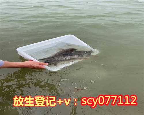 小乌龟能放生到长江里